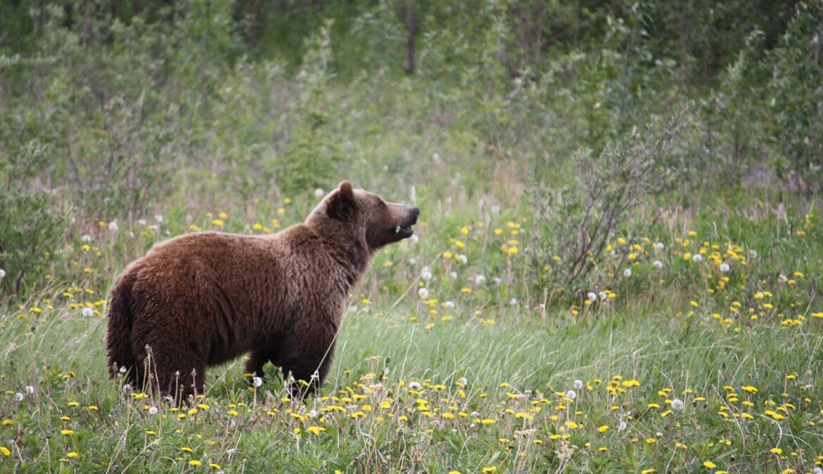 How-to-Keep-Bears-Away-When-Camping