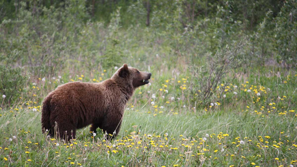How to Keep Bears Away When Camping The Do's and Don'ts Recreational